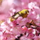 花霞
