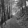 Trail