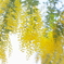 Spring shower
