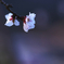 桜色－１