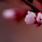 桜色－２