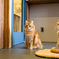 猫カフェ！