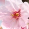 桜２