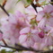 八重桜