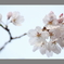 桜が咲いたよ