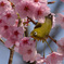 春色メジロ