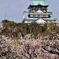 大阪城の梅林　1