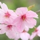 桜3