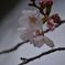 桜の開花