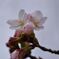 桜の開花