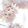 桜一号