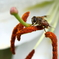 蜂