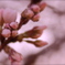 つぼみ