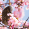 河津桜とヒヨドリ