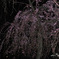 しだれ桜