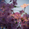 河津桜