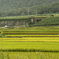田の風景