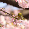 桜とメジロ