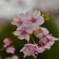 河津桜　その３