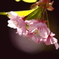 桜三昧9　伊豆河津川沿いの桜5