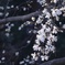 桜咲く季節