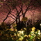 夜桜