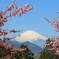 桜富士