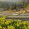 里山の春