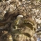 東門の獅子　北野天満宮