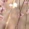 紅梅枝垂れ梅