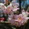 桜の季節