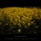 撮 Flower