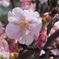 梅　つぼみ　花