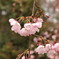開花しました