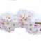 桜2013開花