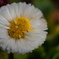 DSC00421