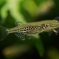 IMGP109danio