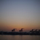 夕暮れのキリン群