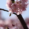 桜と蜂