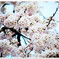 春桜