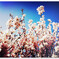 青桜 