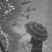 水溜りの桜