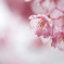 艶SAKURA