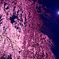 月夜桜