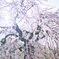 春に咲く