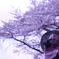 桜と地蔵