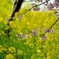 華やぐ