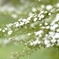 雪柳　１