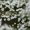 雪柳　３