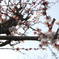 桜に負けるか